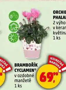 Penny Market Brambořík cyclamen nabídka