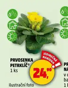 Penny Market Prvosenka petrklíč nabídka