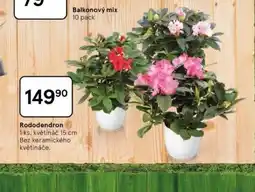 Tesco Rododendron nabídka