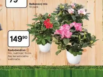 Tesco Rododendron nabídka