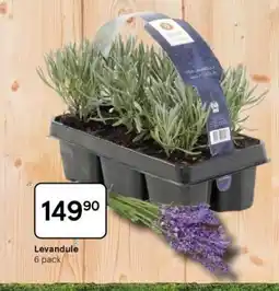 Tesco Levandule nabídka