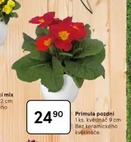 Tesco Primula pozdní nabídka