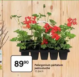 Tesco Pelargonium peltatum jednoduché nabídka