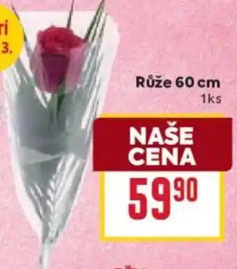 Billa Růže 60 cm nabídka