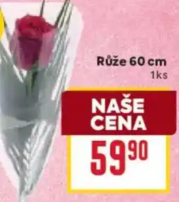 Billa Růže 60 cm nabídka