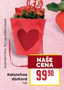 Billa Kalanchoe dárková nabídka