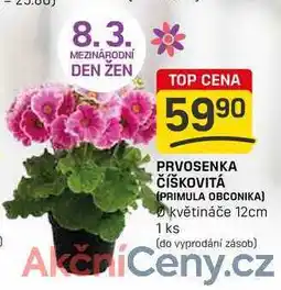 Flop PRVOSENKA ČÍŠKOVITÁ (PRIMULA OBCONIKA) květináče 12cm 1 ks nabídka