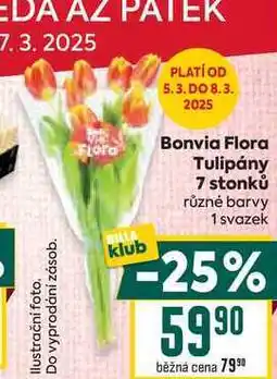 Billa Tulipány 7 stonků různé barvy 1 svazek nabídka