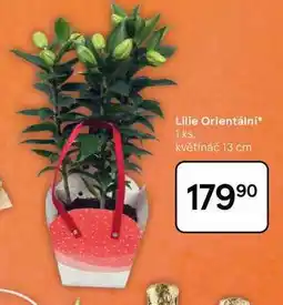 Tesco Lilie Orientální, 1 ks. květináč 13 cm nabídka