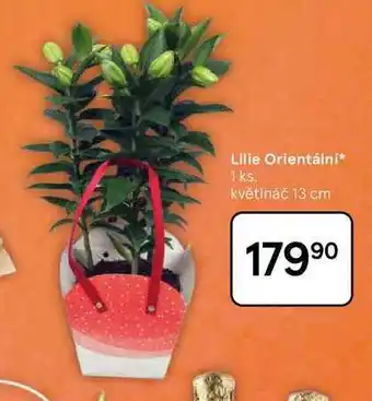 Tesco Lilie Orientální, 1 ks. květináč 13 cm nabídka