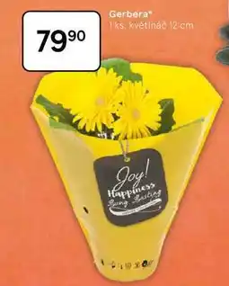 Tesco Gerbera, 1 ks, květináč 12 cm nabídka