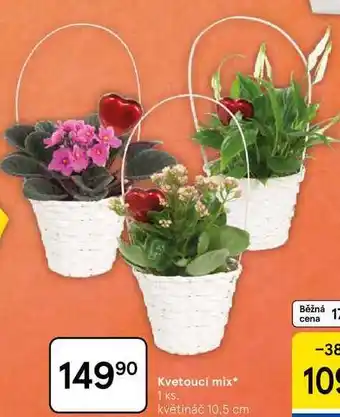 Tesco Kvetoucí mix, 1 ks. květináč 10,5 cm nabídka