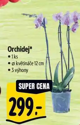 Albert Orchidej, pr. květináče 12 cm 3 výhony nabídka