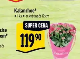 Albert Kalanchoe, pr. květináče 12 cm nabídka