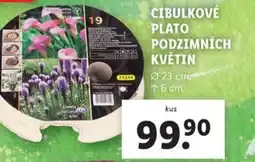 Lidl Cibulkové plato podzimních květin nabídka