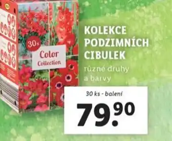 Lidl Kolekce podzimních cibulek nabídka