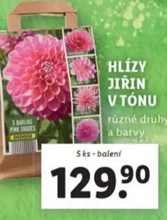 Lidl Hlízy jiřin v tónu nabídka