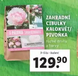 Lidl Zahradní cibulky kalokvět/ pivonka nabídka