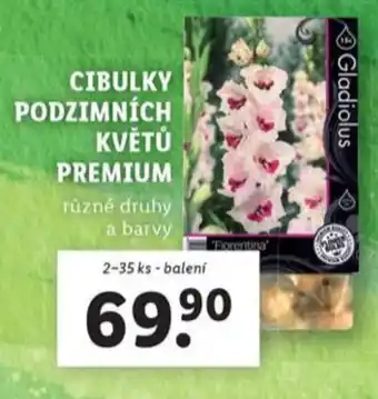 Lidl Cibulky podzimních květů premium nabídka