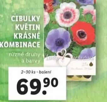 Lidl Cibulky květin krásné kombinace nabídka