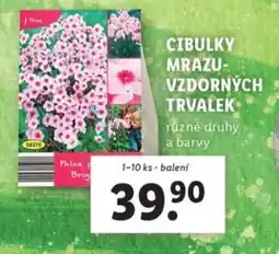 Lidl Cibulky mrazu- vzdorných trvalek nabídka