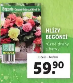 Lidl Hlízy begónií nabídka