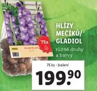 Lidl Hlízy mečíků/ gladiol nabídka