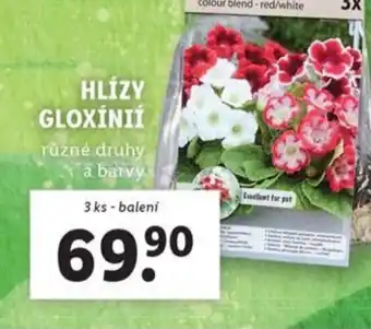 Lidl Hlízy gloxínií nabídka