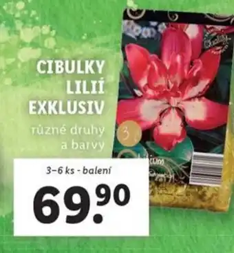 Lidl Cibulky lilií exklusiv nabídka