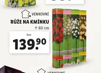 Lidl Růže na kmínku nabídka