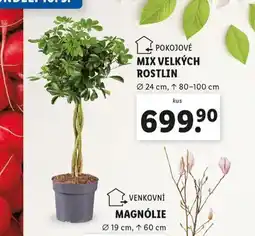 Mix zelených rostlin