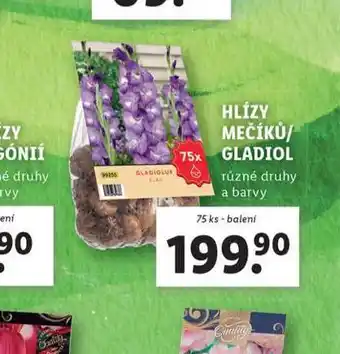 Lidl Hlízy měsíčků-gladiol nabídka