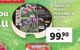 Lidl Cibulové plato podzimních květin nabídka