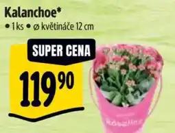 Albert Kalanchoe nabídka