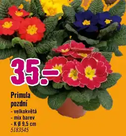 Hornbach Primula pozdní nabídka