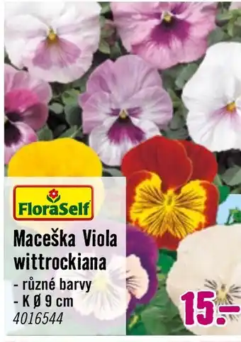 Hornbach Maceška Viola wittrockiana nabídka