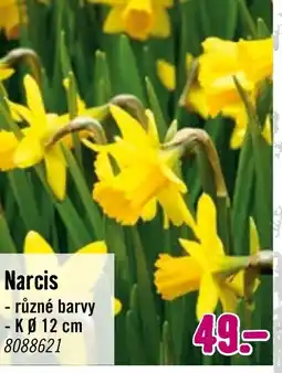 Hornbach Narcis nabídka