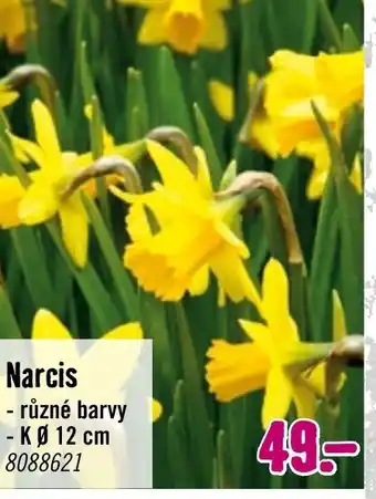 Hornbach Narcis nabídka