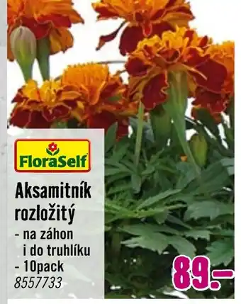 Hornbach Aksamitník rozložitý nabídka