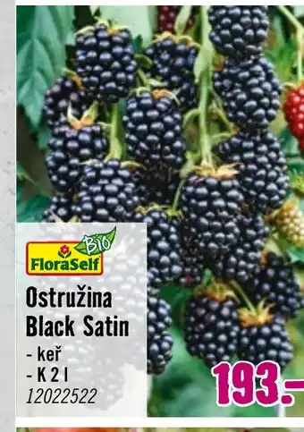 Hornbach Ostružina Black Satin nabídka