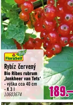 Hornbach Rybíz červený Bio Ribes rubrum ,Jonkheer van Tets' nabídka