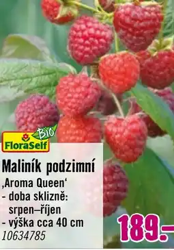 Hornbach Maliník podzimní nabídka