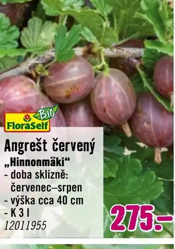 Hornbach Angrešt červený ,,Hinnonmäki“ nabídka