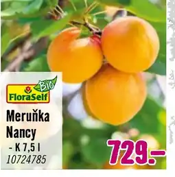 Hornbach Meruňka Nancy nabídka