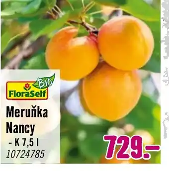 Hornbach Meruňka Nancy nabídka