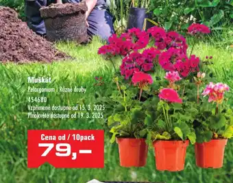 Uni Hobby Muškát Pelargonium Různé druhy nabídka