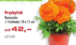 Uni Hobby Pryskyřník Ranunculus nabídka