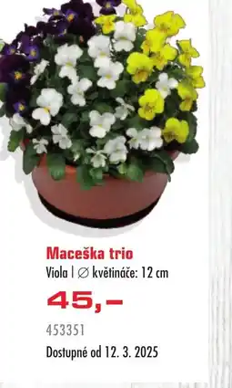 Uni Hobby Maceška trio nabídka