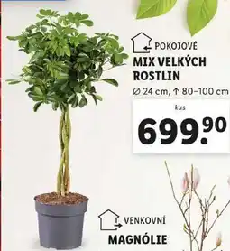 Lidl MIX VELKÝCH ROSTLIN nabídka