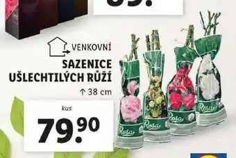 Lidl SAZENICE UŠLECHTILÝCH RŮŽÍ nabídka